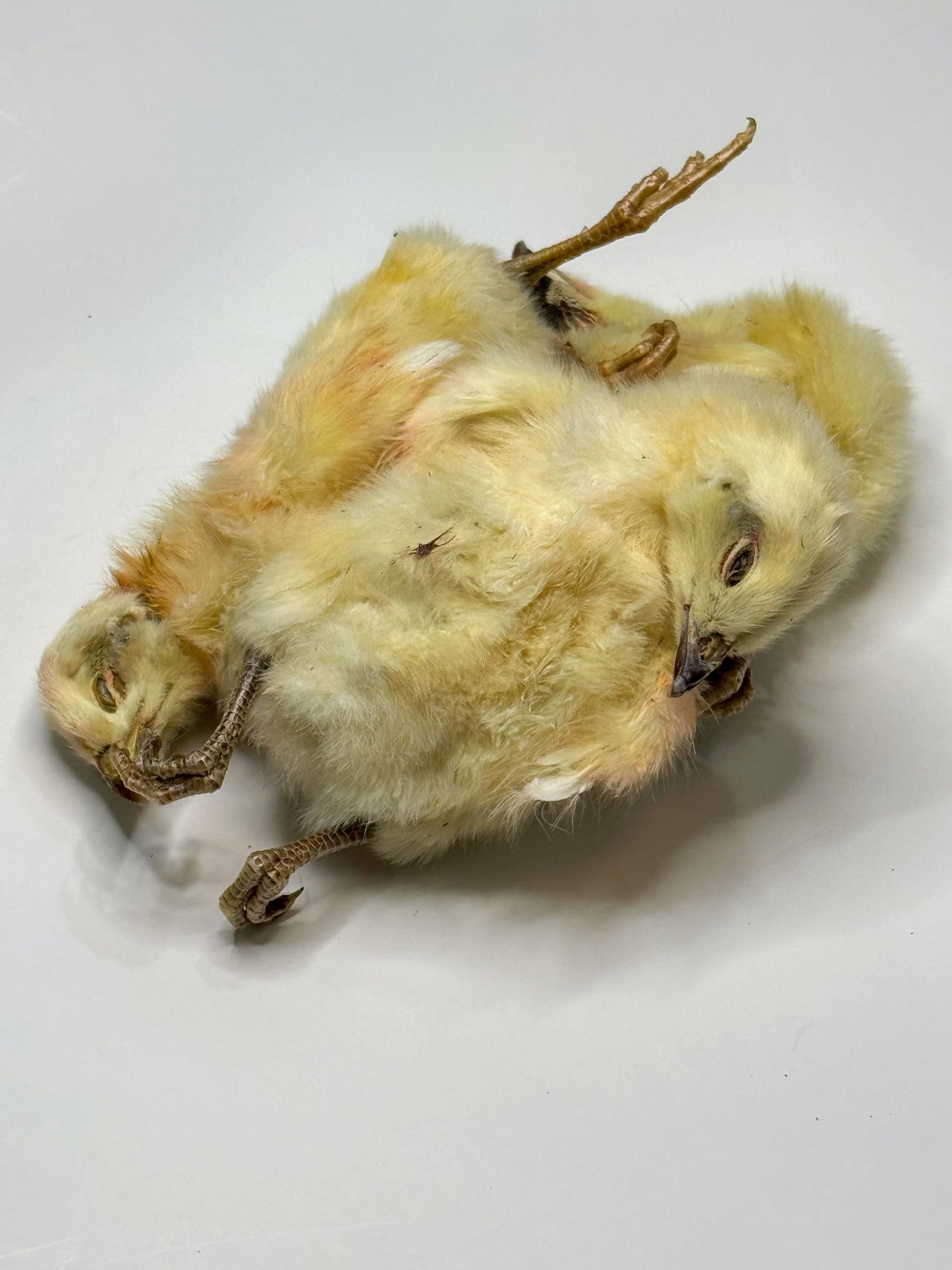 Dehydrated Whole Chick