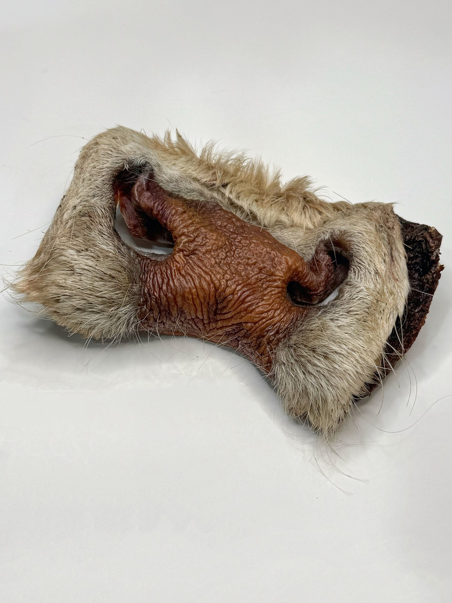 Dehydrated Cow Snout