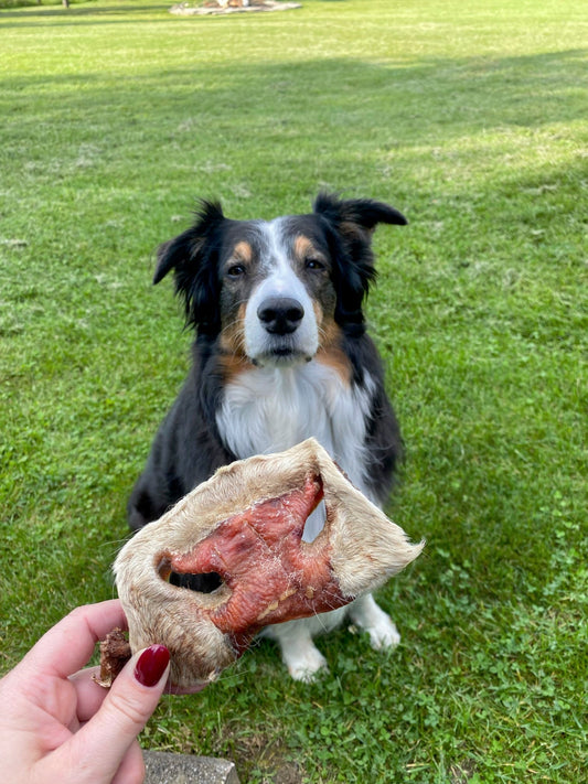 Choosing the Right Chew for Your Dog's Size and Chewing Style