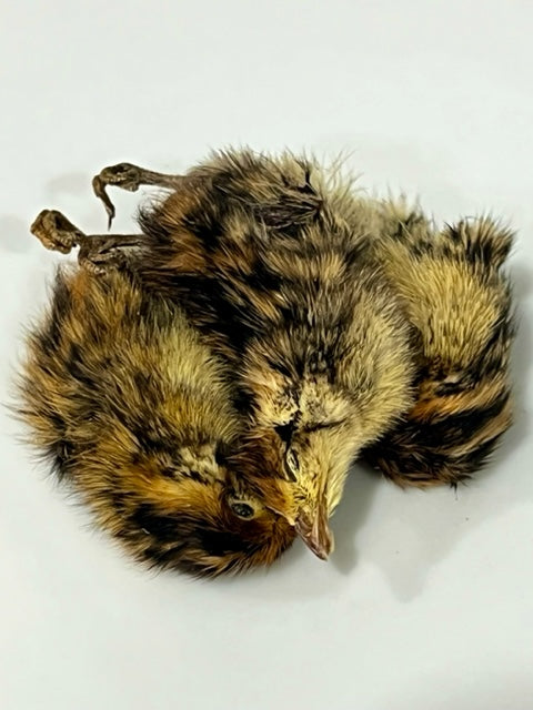 Dehydrated Quail Hatchlings
